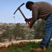 فلسطيني يعمل في أرضه بقرية أم صفا شمال رام الله أمس (أ.ف.ب)