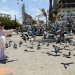 طفلة في الربعة تطعم طيور الحمام في إحدى ساحات صور (إ.ب.أ)