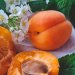 المشمش يُعد مصدراً غنياً بمضادات الأكسدة (بيكسلز)