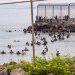 مهاجرون يعبرون سباحةً إلى جيب سبتة الإسباني في شمال أفريقيا (أ.ب)