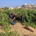 مزارع فلسطيني يقطف العنب بجوار قذيفة فارغة في أحد كروم حي الشيخ عجلين بمدينة غزة (أ.ف.ب)