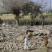سكان يتفقدون أنقاض منزل دُمِّر جراء غارة في قرية باتان بمقاطعة كونار شرق أفغانستان (أ.ب)